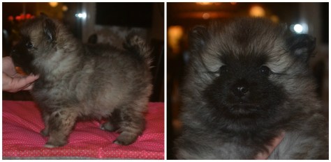 picmonkey-collage2