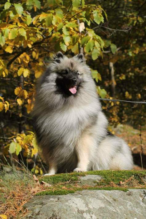 received_1519519564830446